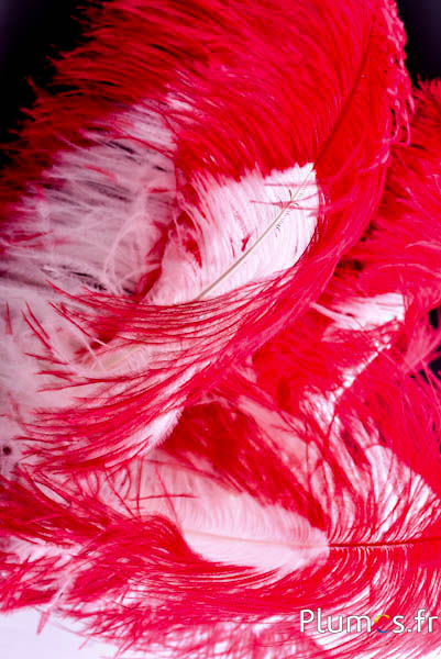 Struzzo premium - 50-60 cm - crema-rosso